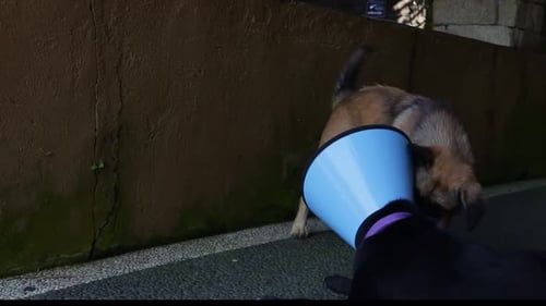 Two Dogs Interact on Urban Sidewalk