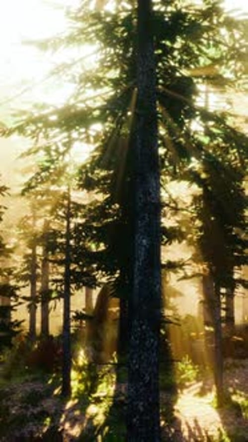 Sunset in the Foggy Forest