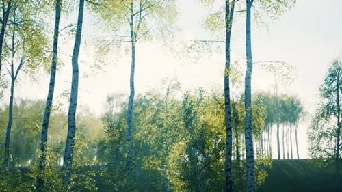 White Birch Trees in the Forest in Summer