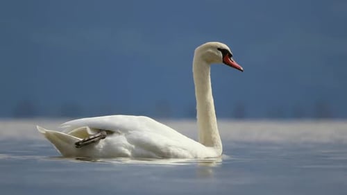 A Majestic Swan Gliding Gracefully on Serene Waters Beneath a Beautiful Clear Sky Bodensee Swiss