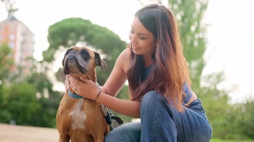 Boxer Dog Sitting Angry with Its Owner