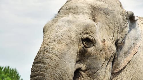 Elephant Face Close-Up in Natural Light