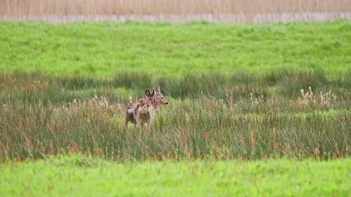 Pair of roe deer standing in grassy meadow in breeze, grazing.