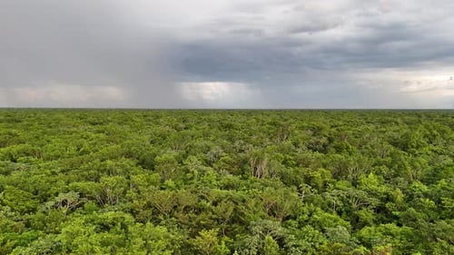 Tropical Storm Clouds Pouring Rain Over The Yucatan Jungle