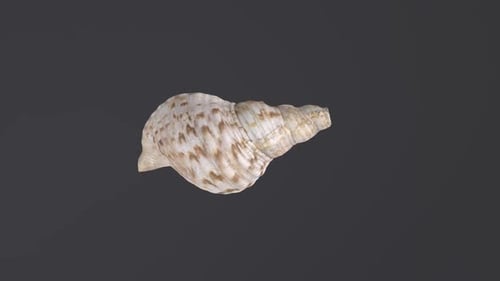 Sea Shell 3d object rotating loop