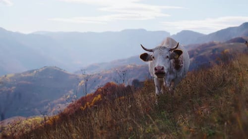 Horned white cow standing on a high alpine pasture in a hazy mountain landscape.