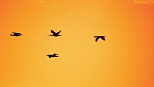 Birds Fly in Silhouette at Colorful Sunset