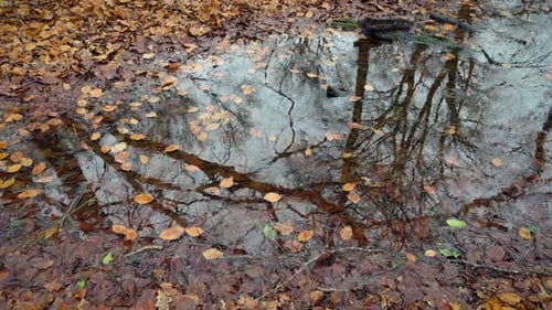 Puddle reflections