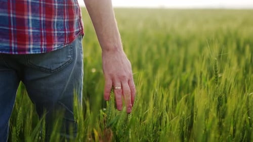 Farmer Hand Touching Ripening Wheat Ears in Green Grain Field Agronomist Man Walking in Green Rye