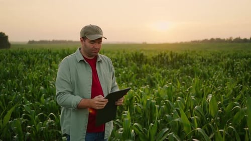 Professional Agronomist Using Tablet Standing In Green Cornfield In Summer Agribusiness Concept