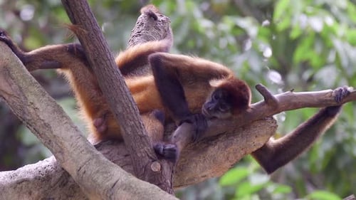 Singe-araignée adulte dormant sur une branche d'arbre
