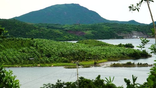 Beautiful lustrous green banana tree plantation surrounded with water and beautiful sky background,