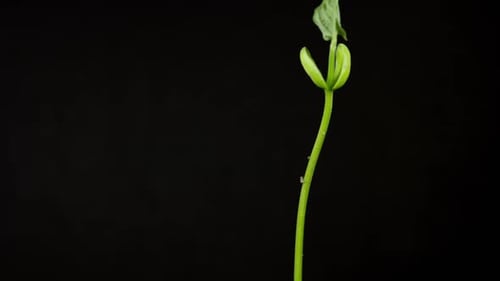 Dramatic Green Plant Sprout Growing Taller