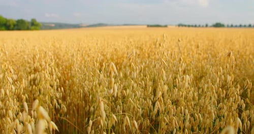 Oat field. Close-up nature landscape. Ripe golden ears swaying in the light wind. The concept of agr