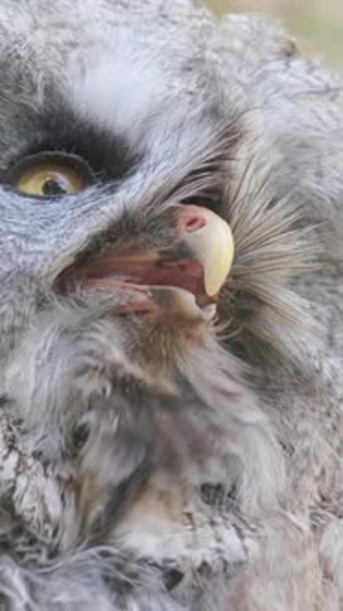 Closeup of a Gray Owl with Yellow Eyes Breathing Heavily A Species of Bird of the Genus Asio