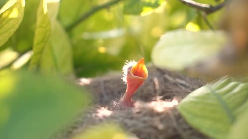 Baby Bird Waiting in Nest