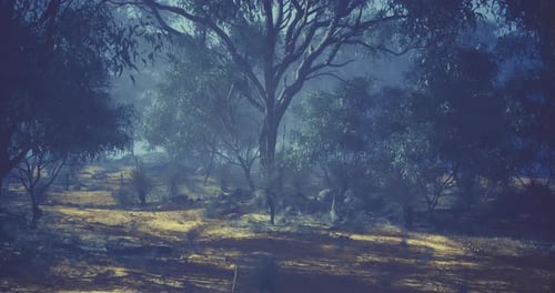 Forest Landscape with Soft Light Filtering Through Trees at Dusk
