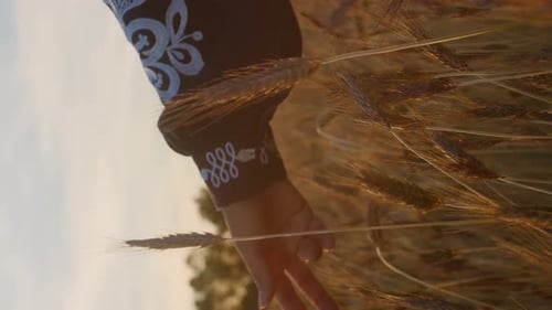 Hand Touches Golden Wheat in Field