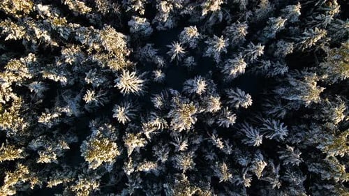 Aerial view of a frozen pine tree forest with snow covered trees in winter. Flight above winter fore
