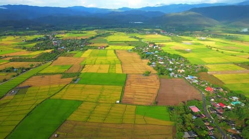 Aerial drone footage of rice field and farmer village