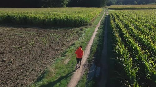 Man Running on Dirt Path Between Green Cornfields in Countryside
