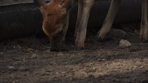 Whitetail young deer looking for food near a feeder in the forest slow motion. Young true deer