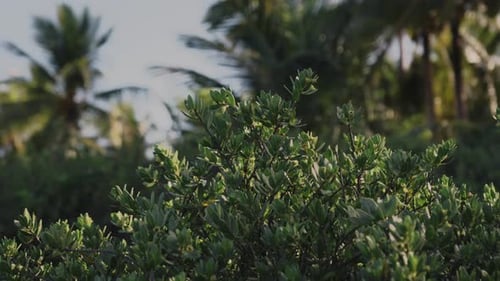 Pan shot of palm trees in a tropical island during a bright morning