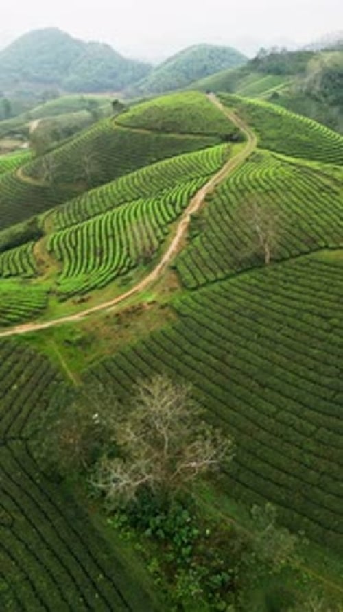 Vertical Drone Landscape of Green Tea Plantation Hills with Morning Haze in Northern Vietnam