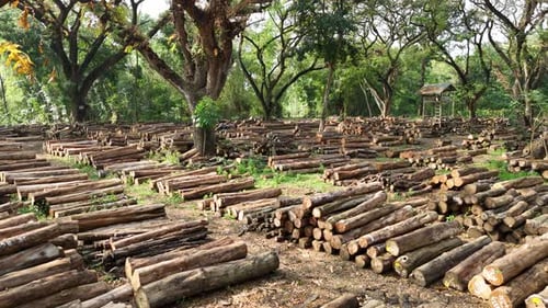 Drone view of pile of tree trunks in forest