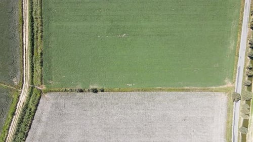Aerial View Of Cotton And Corn Fields