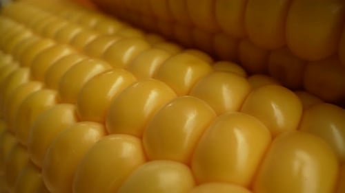 Macro Shot of Yellow Corn Ear Kernels