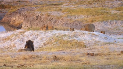 African lion pride resting on river bank