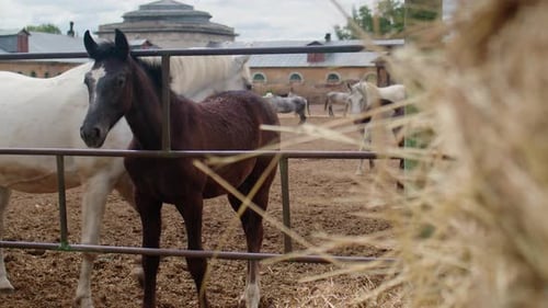Das Fohlen und die Pferde hinter dem Zaun auf der Ranch