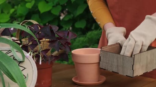 Jardinero replanta planta planta colocando guijarros de arcilla expandida en una maceta
