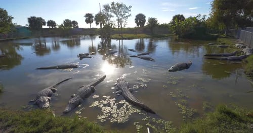 Alligators resting close up in the swampy waters of the Florida everglades