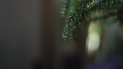 Close-Up of Wet Green Plant Leaves