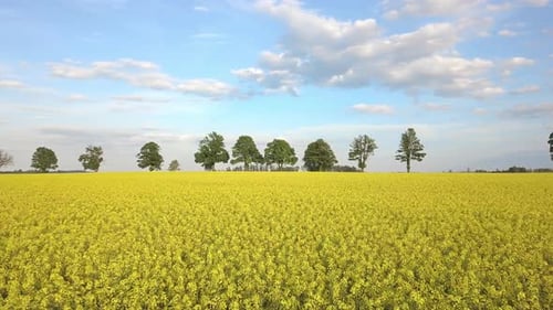 Zumbido sobrevuela el campo con un campo de colza amarillo.