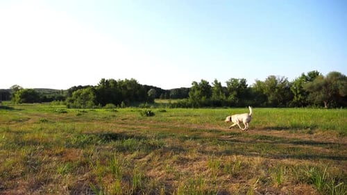 Happy Dog Breed Labrador Running Along Path on Meadow at Sunny Day Cute Friendly Golden Retriever
