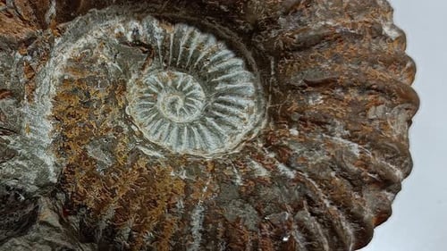 Fossil