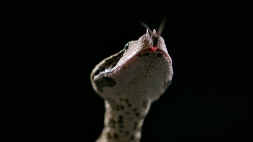 gaboon viper flicking tongue neat view underneath front - studio