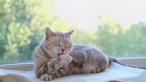 Tabby Cat Grooms Itself on a Windowsill