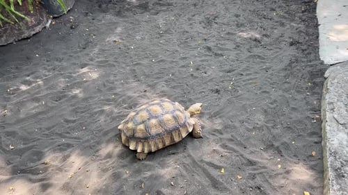 Sulcata Tortoise