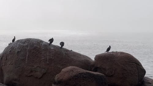 Seevögel sitzen auf Felsen mit Blick auf den Ozean