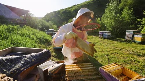 Beekeeper Works in an Apiary with a Beehive
