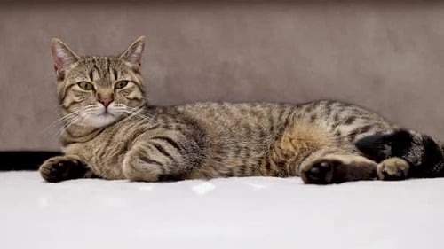 Tabby Cat Lying Down Relaxing Indoors