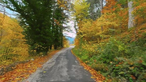 Autumn Forest Drive