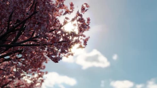 Japanese Sakura Falling Windy in Front of Sun an Sky Seamless Loop