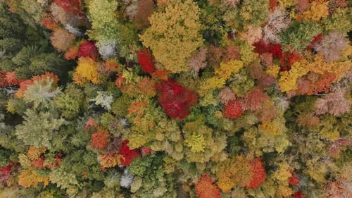 Top Down View Of Colorful Autumn fall colors in dense woods - Drone Shot