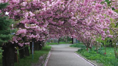 Sakura Cherry Tree Flowers On A Wind 5