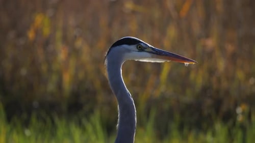 Ein Graureihervogel steht an einem Herbsttag in einem Naturschutzgebiet.